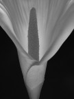 Calla