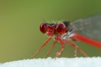 red eyes