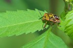 Cimice colorata