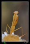 ...Religiosa...