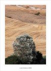 L'albero.....canuto