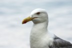 sigma 170-500
500mm
f/8
1/800
iso-800