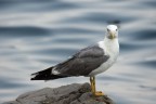 sigma 170-500
500mm
f/7.1
1/800 sec
iso-800