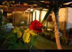 The Garden