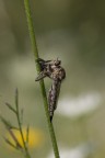 Macro