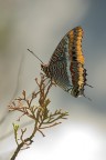 Charaxinae Jasius