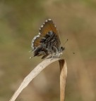 Farfallina Farfallina