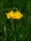 Olympus E-1
50 mm Macro
Iso 400
F/16
1/60 sec