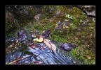 I Momenti di una Cascata