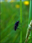 Olympus E-1
50 mm Macro
Iso 400
F/19
1/125 sec