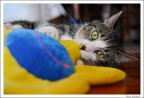 micio in posa