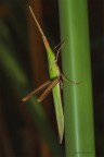 Verde su Verde