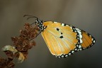 Farfalla monarca