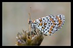 Melitaea in faccia al sole Melitaea in faccia al sole