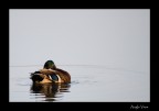 Canon EOS30D - Sigma 70-300 F4-5.6
200mm - 1/400 - f5.6 - iso 100