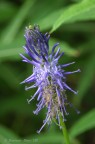 Magic Blue