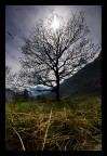 sun tree