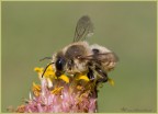 Megachilide