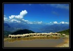 Sheeps