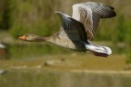 Anatra in volo