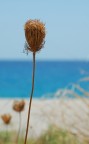 Mediterraneo
