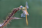 Libellula gialla