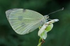 Farfalla