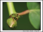 Nezara Viridula - Ritratto