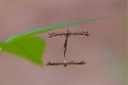 Impalpabile accoppiamento