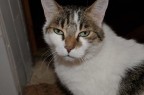 d300 18-70 iso250 priorit tempi+flash