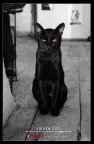 Golden Eyes