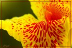 Canna Fiorifera, 2008.
D40, Sigma 70-300 @ 300, f8 / 30. Lievementa elaborata.