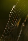 aracno illusioni 4