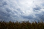 Cieli neri