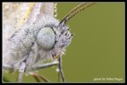 [valter] Butterfly's eye