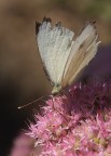 sul fiore pi bello