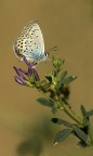 Plebejus argus Plebejus argus