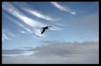 ...IN VOLO