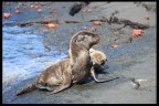 CUCCIOLI