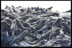 IGUANA