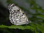 Farfalla