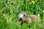 A caccia di marmotte in Val d'Aosta