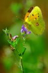 farfalla su fiore