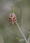 Cimice bicolore