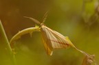 Rhodometra sacraria