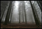 nuvole in pineta...