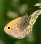 farfallina