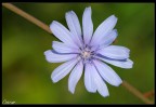 Violet..