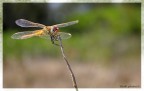Libellula sarda