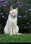 Micia